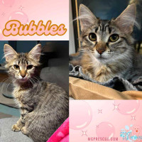 Cuddly, Couch-Potato - Bubbles