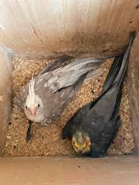 Cockatiel breeding pair