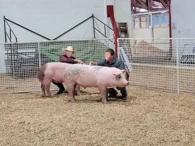 Top quality Weaner pigs 40 lbs. Have been supplying repeat customers across the province and 4H for...