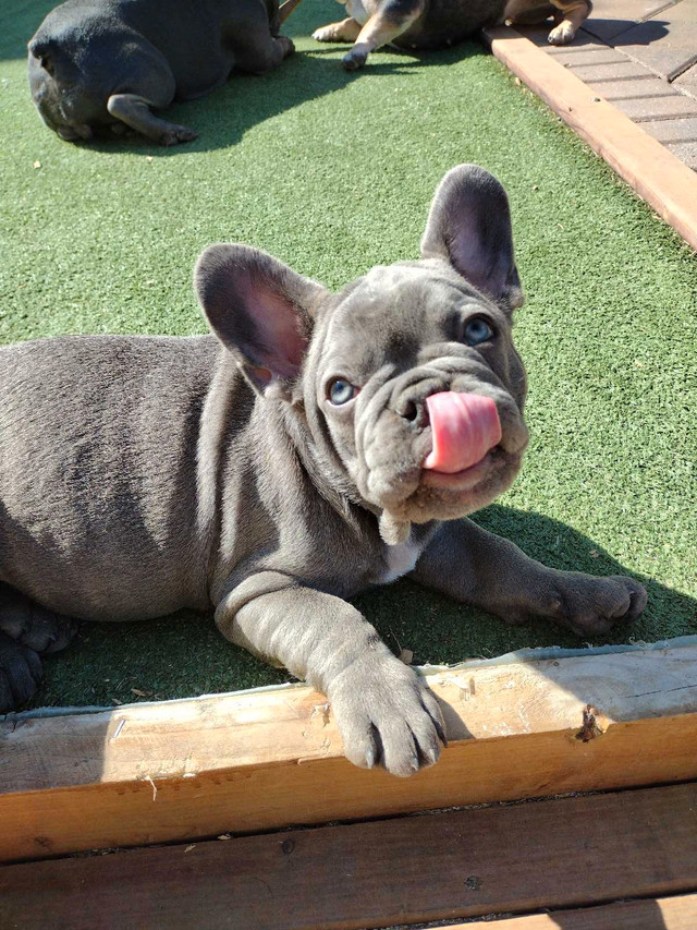 French bulldog puppies  in Dogs & Puppies for Rehoming in Saskatoon - Image 4
