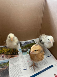 Easter Eggers chicks 