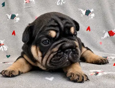 French bulldog puppies, View more