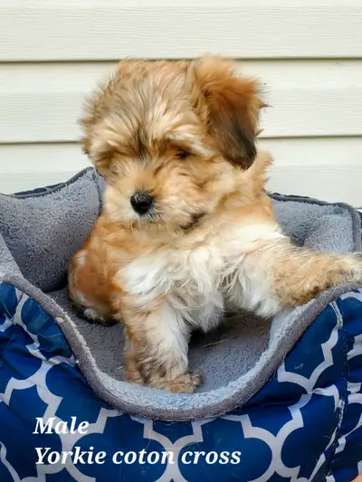 Yorkie Coton de tulear puppies, View more
