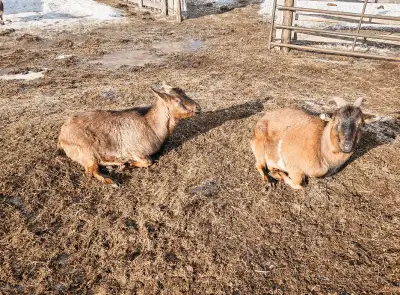 Fainting goats , View more