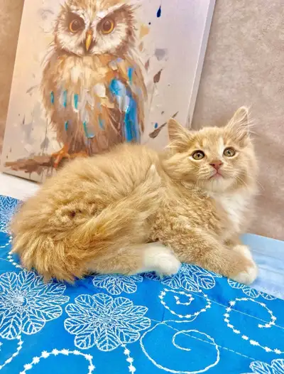 Confident Maine Coon Male Kitten, View more