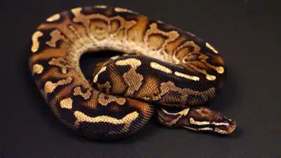Super Asphalt pos Albino Ball Python, View more