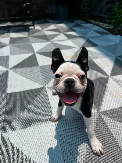 Purebred Boston Puppy-  READY TO GO HOME TODAY, View more