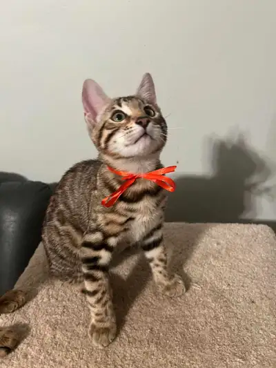 3 Male Bengal Kittens - Asian Leopard x Egyptian Mau - 12 Weeks, View more