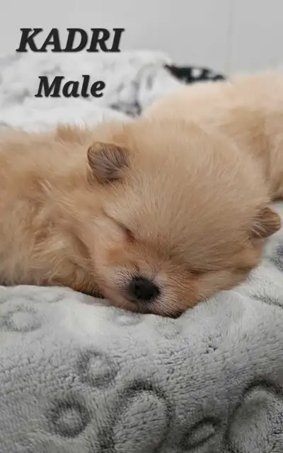 Canadian Kennel Club registered Pomeranian pups, View more