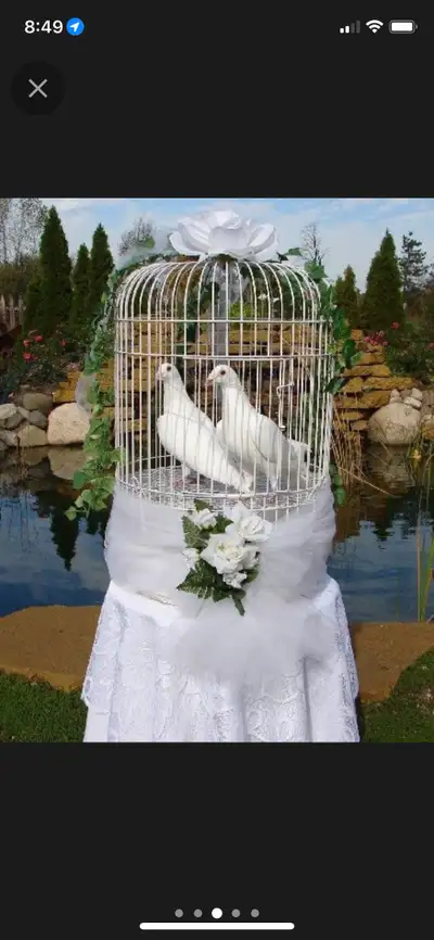 White dove pigeons for release , View more