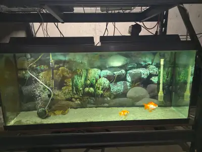 55 GALLON FISH TANK/AQUARIUM, View more