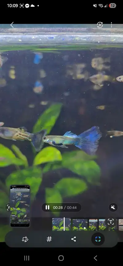 Blue metal snakeskin x topas guppies , Voir plus