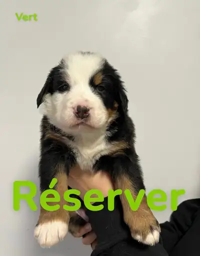 Chiot bouvier bernois, View more