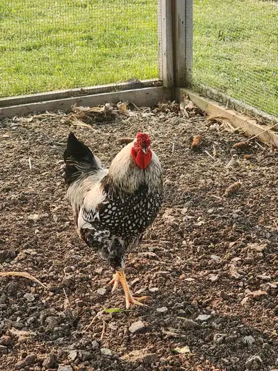 Pure silver laced Wyandotte hatching eggs. Silver laced Wyandottes are absolutely beautiful chickens...