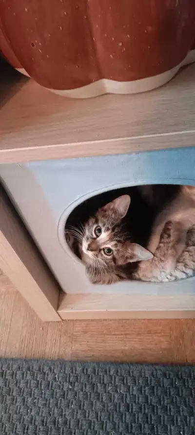 LAST KITTY LEFT, View more