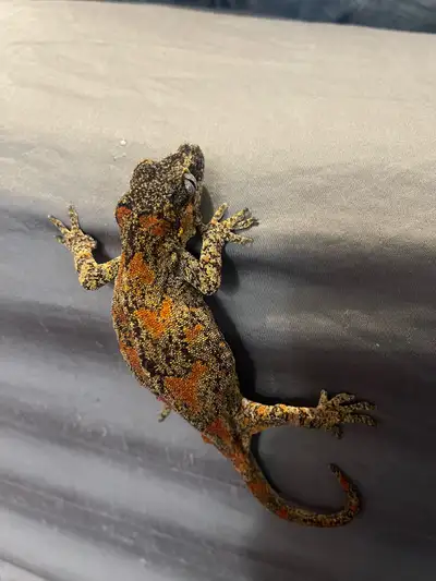 female gargoyle gecko , View more