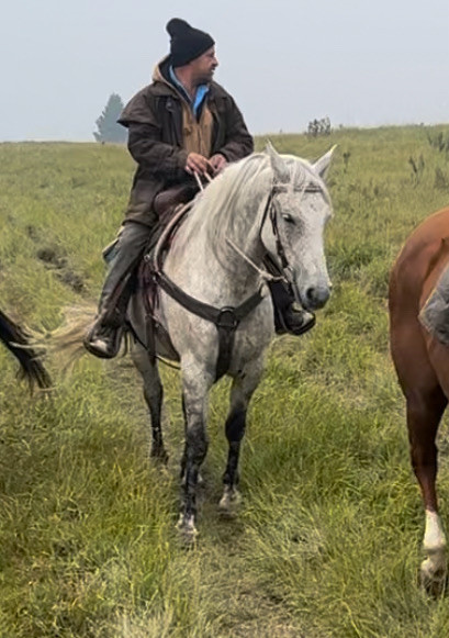 Frisian/Arab gelding  for sale  in Horses & Ponies for Rehoming in Edmonton - Image 2