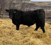 Yearling Angus Bulls