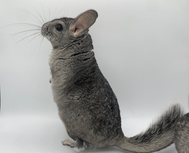 Dark Grey Chinchilla Young Male in Small Animals for Rehoming in Barrie - Image 2