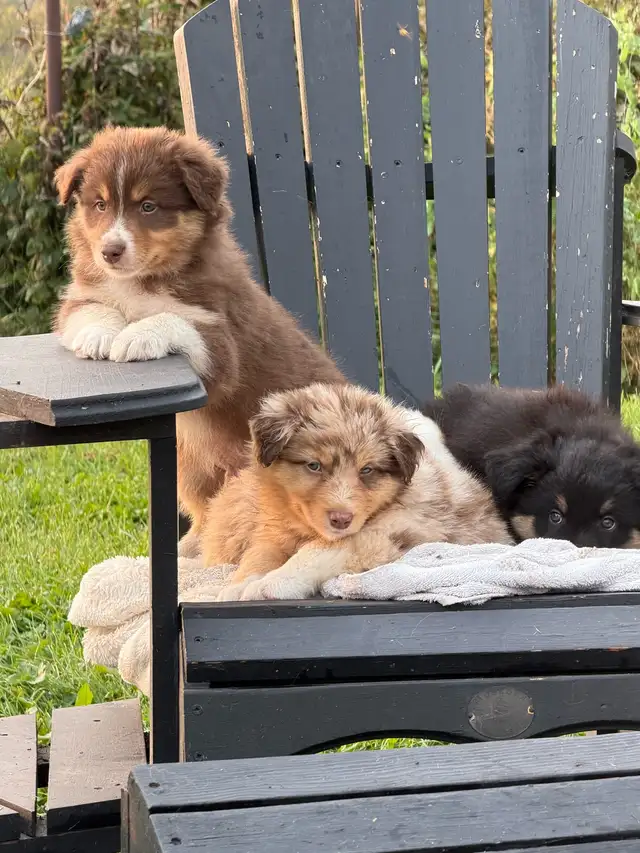 Purebred Australian Shepherd Puppies in Dogs & Puppies for Rehoming in St. Albert - Image 2