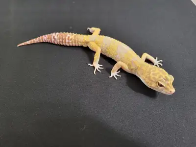 Zakk the albino leopard gecko, View more