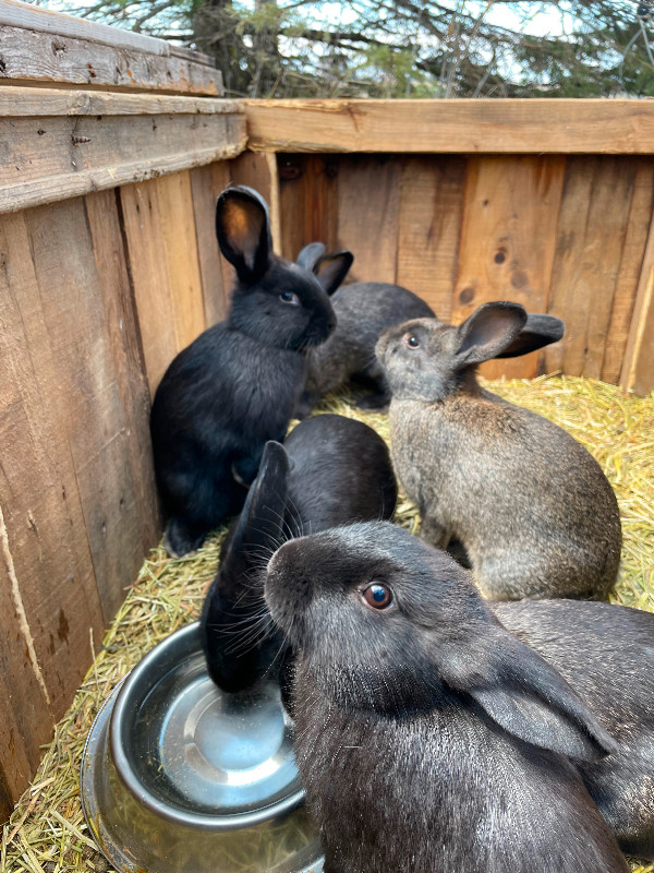 Plusieurs. lapines  noires, grises foncé dans Animaux de ferme  à Drummondville - Image 3