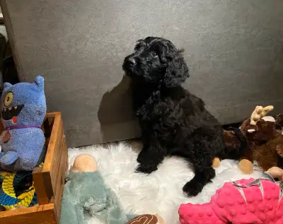 ❤️Mini Whoodle ❤️, View more