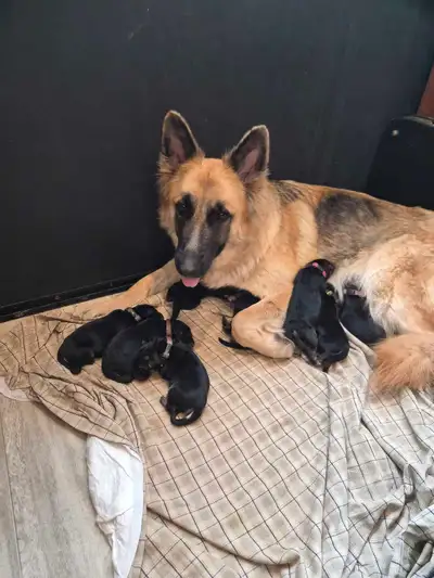 German shepherd puppies, View more