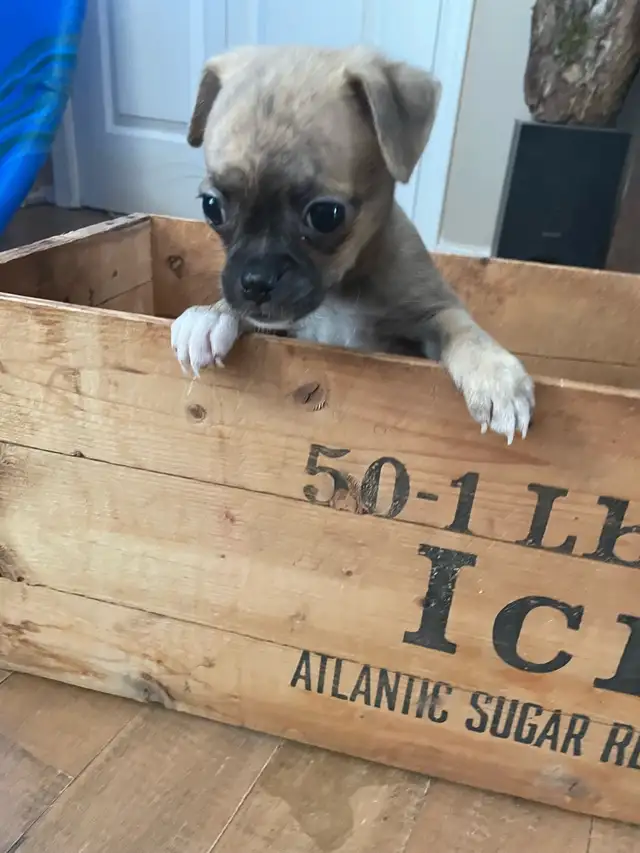 Chug puppies only 2 left in Dogs & Puppies for Rehoming in Moncton - Image 6