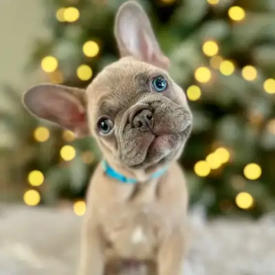CKC Pure French Bulldog Puppies for Sale, View more
