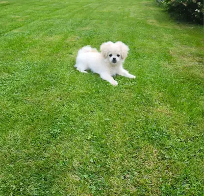 Beautiful male puppy, View more