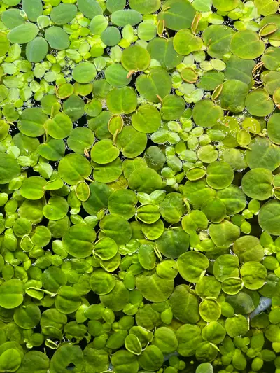Floating plants combo, View more