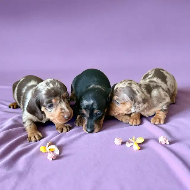 Chiots Teckel (Dachshund) – Prêts à partir fin août in Dogs & Puppies for Rehoming in City of Montréal - Image 9