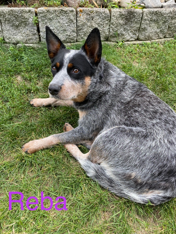 Australian Cattle Dog (Blue Heeler) Puppies ONLY 2 Remaining Dogs
