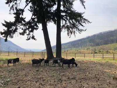 Purebred Nigerian Dwarf Breeding Bucks, View more