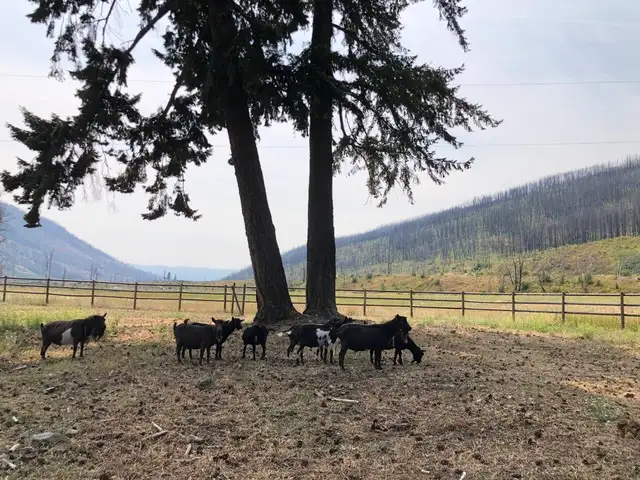 Purebred Nigerian Dwarf Breeding Bucks in Livestock in Vernon - Image 2