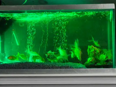 fish set free, View more