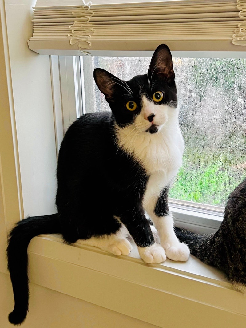 Cat for free Cats & Kittens for Rehoming London Kijiji