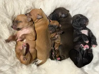 CKC Registered Italian Greyhound Puppies, View more