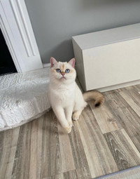 Beautiful TICA British Shorthair Golden Point Cat Available!