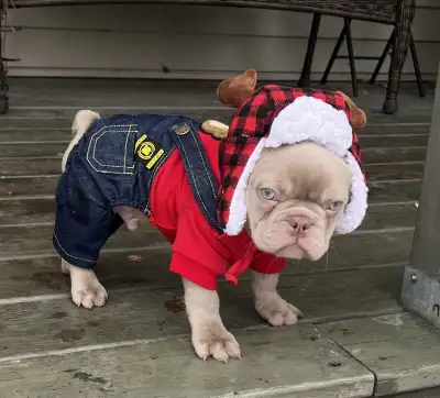 French bulldog pups 2 yr guarantee full DNA done, View more