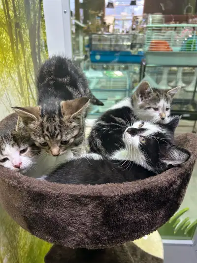 chatons domestiques, View more