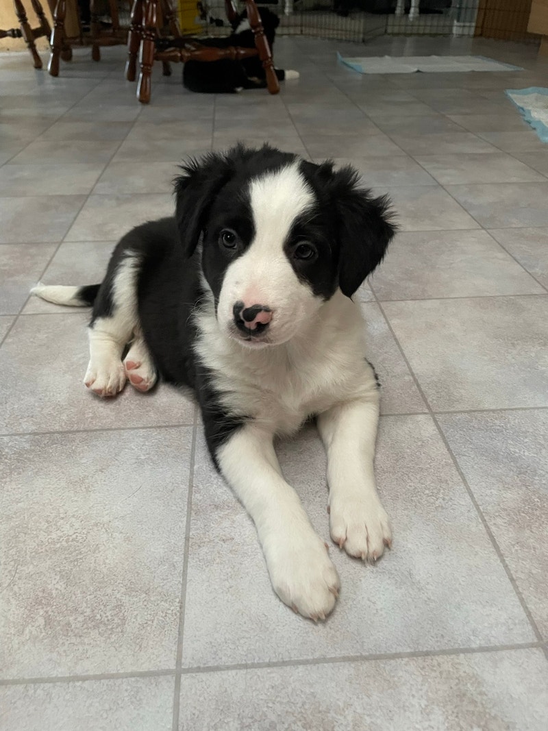 2 Australian Shepherd x Border Collie Puppies left Dogs & Puppies for