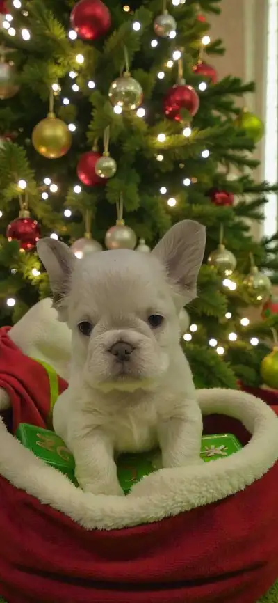 Fluffy blue platinum french bulldog girl, View more