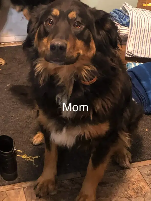 Puppies to love! in Dogs & Puppies for Rehoming in Vanderhoof - Image 10