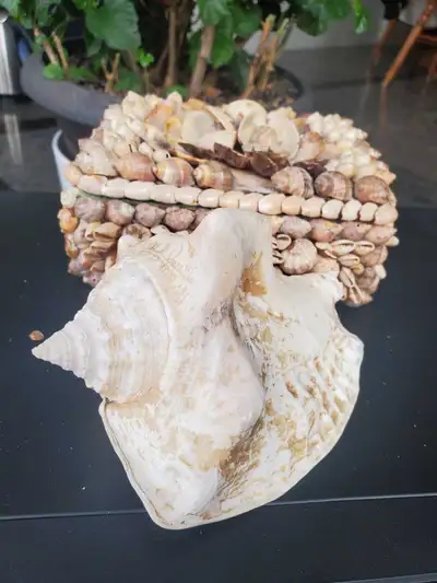 Sea shell, View more