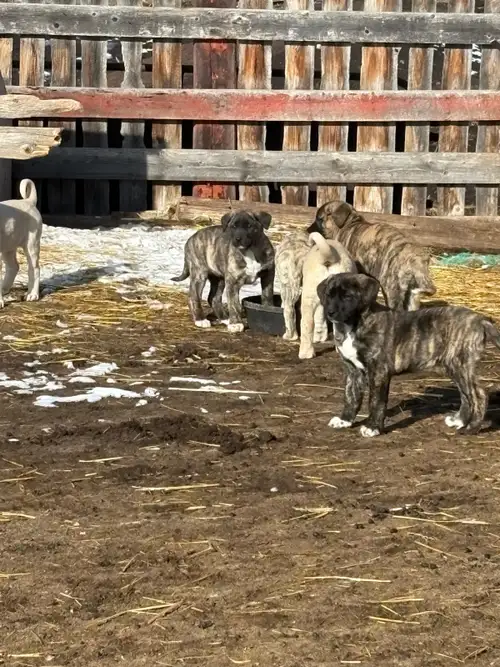 I have 5 remaining LGD kangal cross puppies looking for a new farm to call their own. They have 1 se...