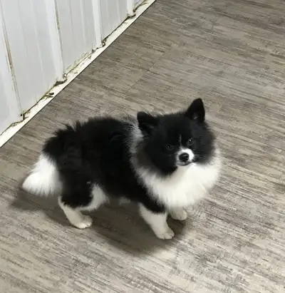 beau mâle pomeranien 6 mois , View more