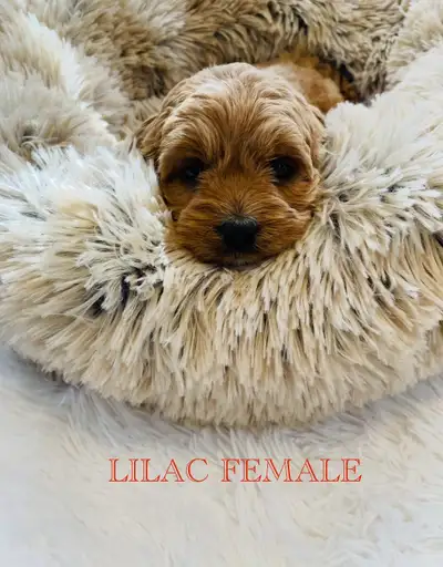 Teddy bear Cavapoo puppies available. Very friendly and smart little puppies. If interested contact...