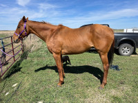2009 thoroughbred mare 